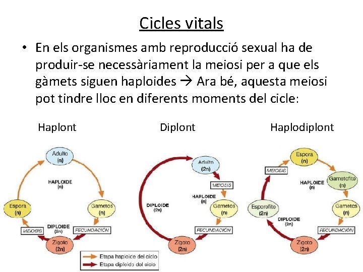 Cicles vitals • En els organismes amb reproducció sexual ha de produir-se necessàriament la