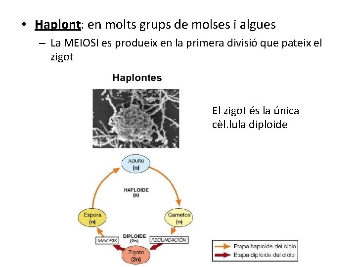  • Haplont: en molts grups de molses i algues – La MEIOSI es