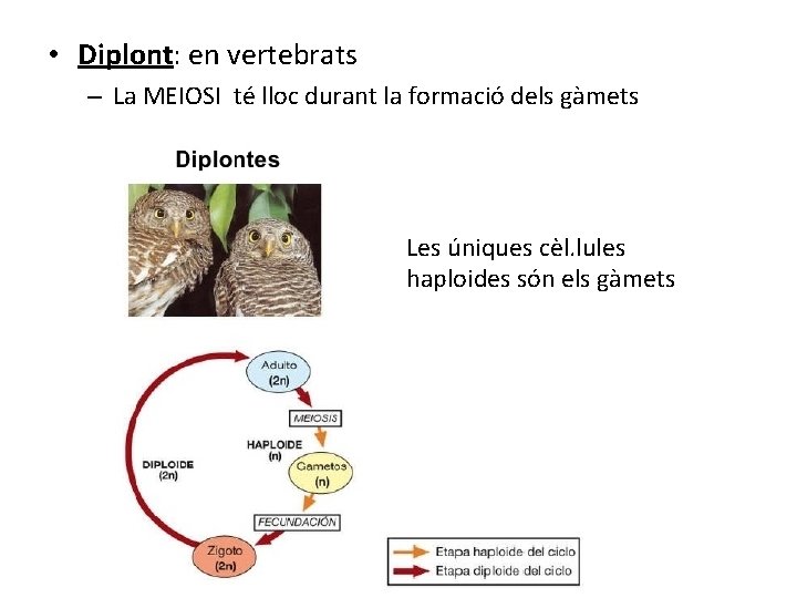  • Diplont: en vertebrats – La MEIOSI té lloc durant la formació dels