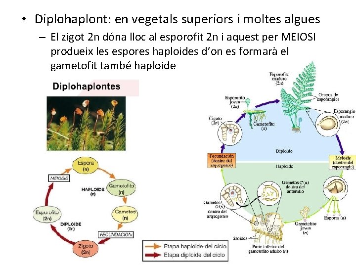  • Diplohaplont: en vegetals superiors i moltes algues – El zigot 2 n