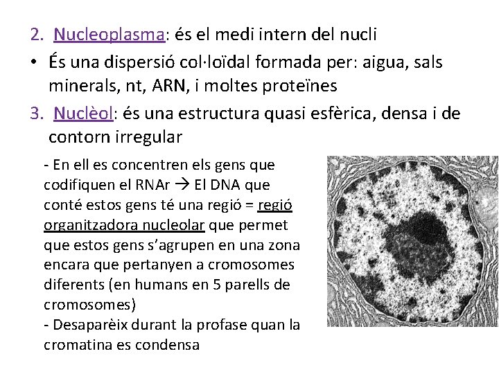 2. Nucleoplasma: és el medi intern del nucli • És una dispersió col·loïdal formada
