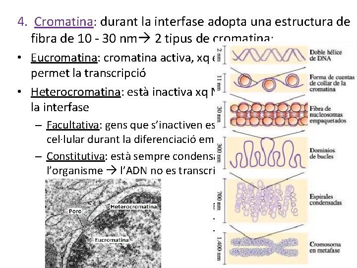 4. Cromatina: durant la interfase adopta una estructura de fibra de 10 - 30