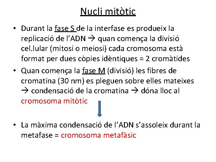 Nucli mitòtic • Durant la fase S de la interfase es produeix la replicació