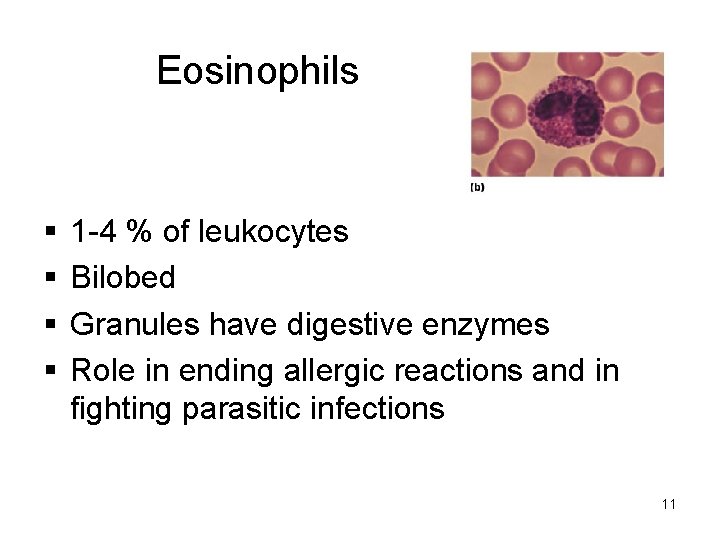 Eosinophils 1 -4 % of leukocytes Bilobed Granules have digestive enzymes Role in ending