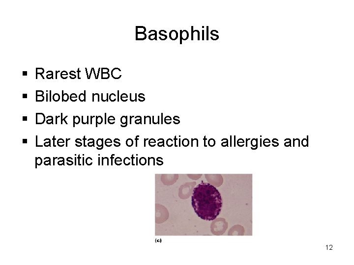 Basophils Rarest WBC Bilobed nucleus Dark purple granules Later stages of reaction to allergies