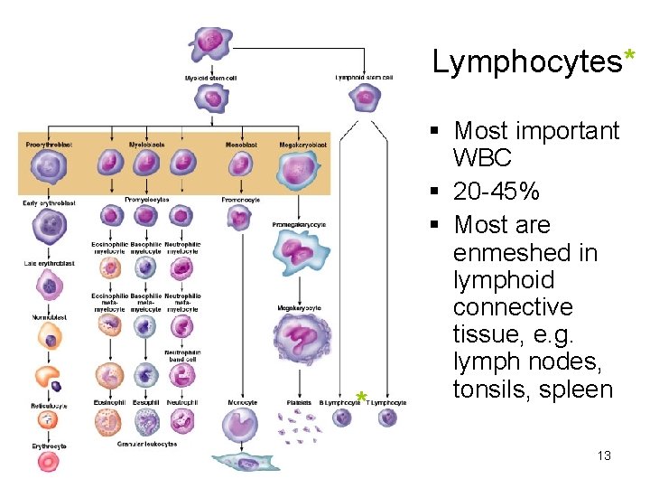 Lymphocytes* * Most important WBC 20 -45% Most are enmeshed in lymphoid connective tissue,