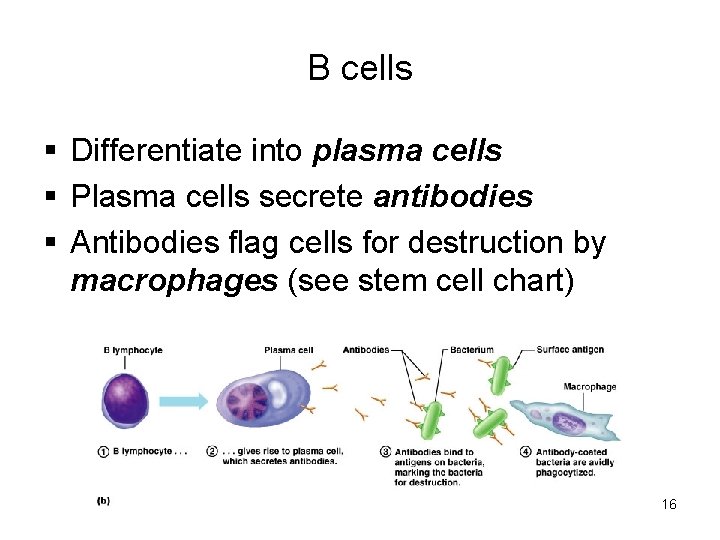 B cells Differentiate into plasma cells Plasma cells secrete antibodies Antibodies flag cells for