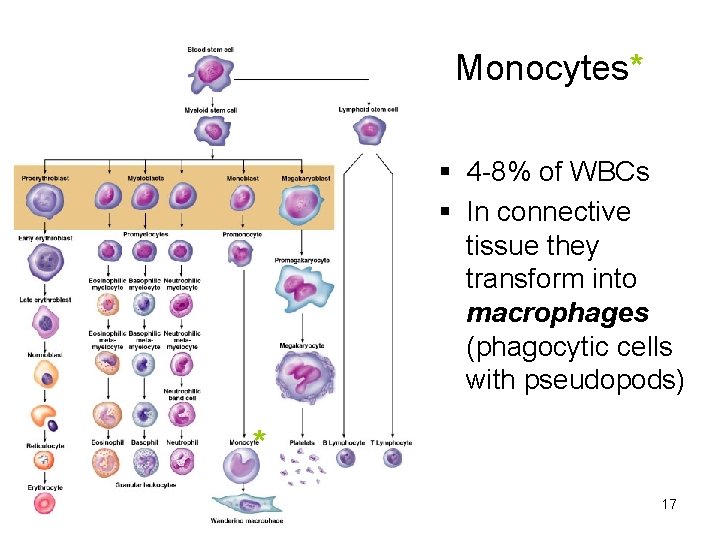Monocytes* 4 -8% of WBCs In connective tissue they transform into macrophages (phagocytic cells