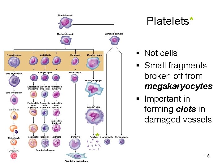 Platelets* Not cells Small fragments broken off from megakaryocytes Important in forming clots in