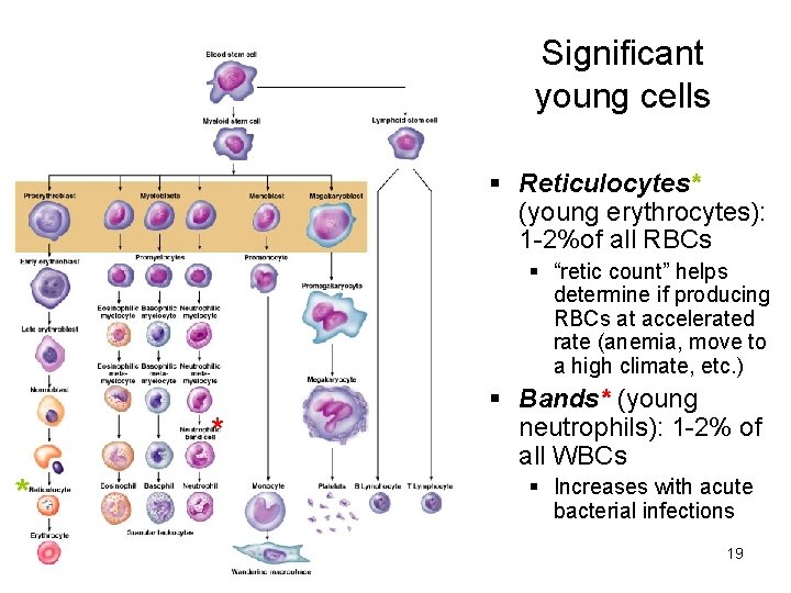 Significant young cells Reticulocytes* (young erythrocytes): 1 -2%of all RBCs “retic count” helps determine