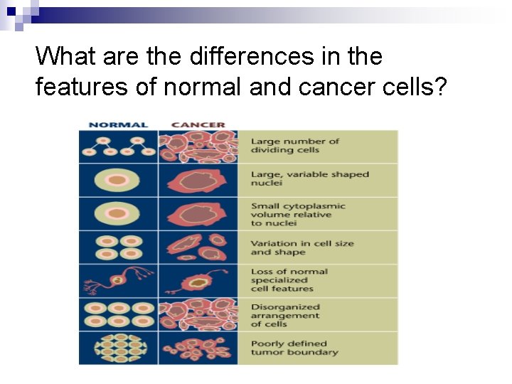 What are the differences in the features of normal and cancer cells? 