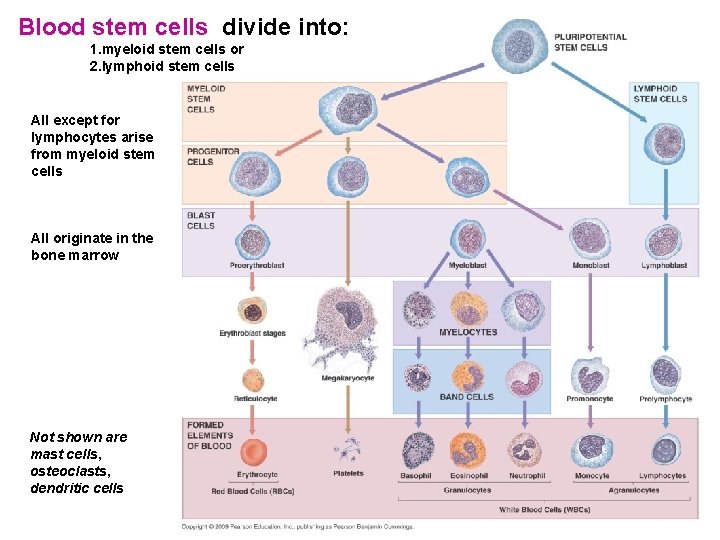 Blood stem cells divide into: 1. myeloid stem cells or 2. lymphoid stem cells