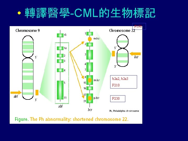  • 轉譯醫學-CML的生物標記 P 190 b 2 a 2, b 2 a 3 P