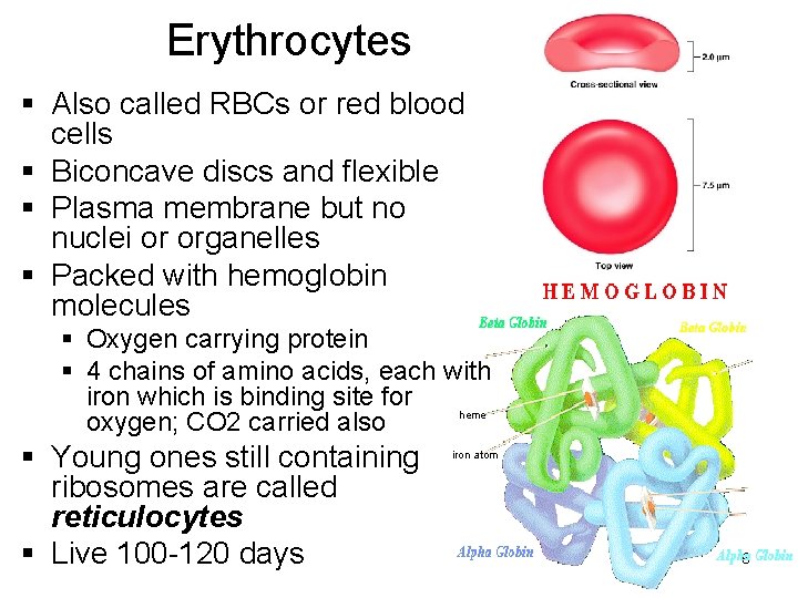 Erythrocytes Also called RBCs or red blood cells Biconcave discs and flexible Plasma membrane