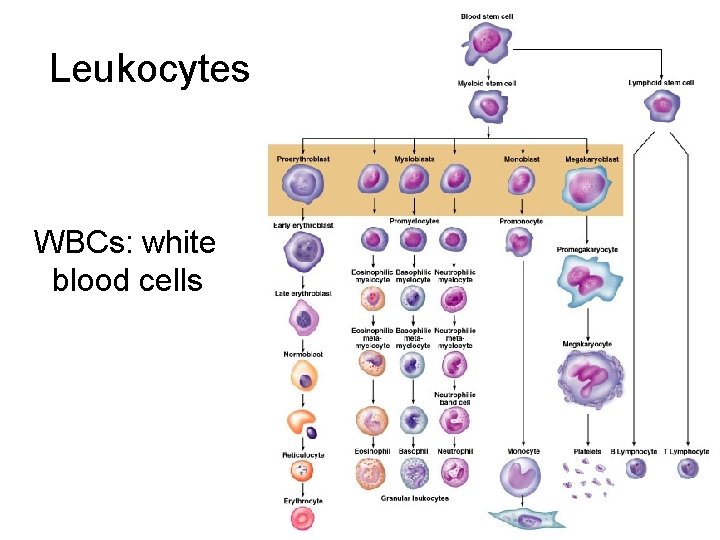 Leukocytes WBCs: white blood cells 7 