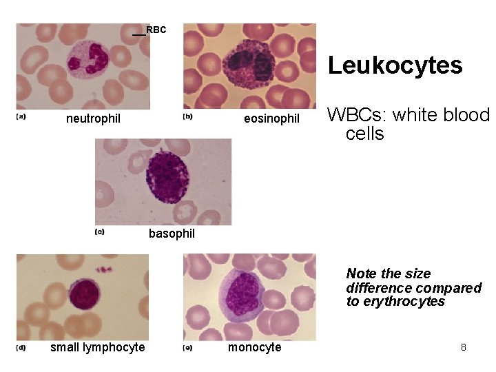 __RBC Leukocytes neutrophil eosinophil WBCs: white blood cells basophil Note the size difference compared