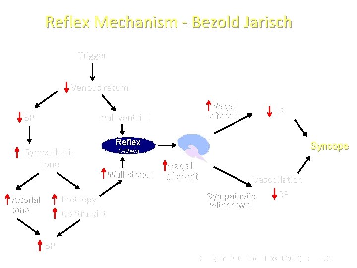 Reflex Mechanism - Bezold Jarisch Trigger Venous return BP Vagal efferent Small ventricle Sympathetic