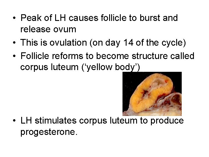  • Peak of LH causes follicle to burst and release ovum • This