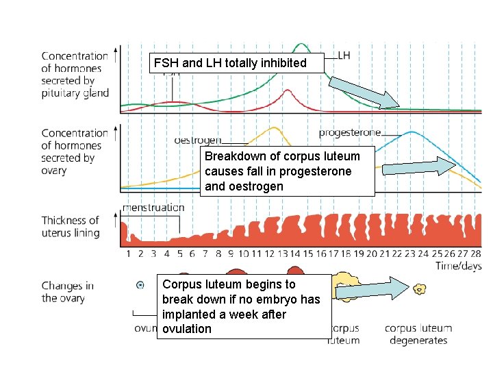 FSH and LH totally inhibited Breakdown of corpus luteum causes fall in progesterone and
