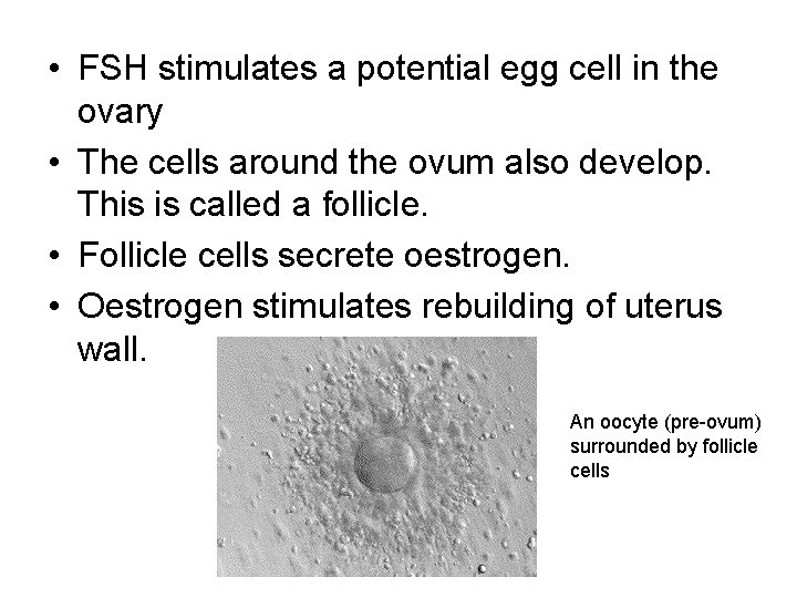  • FSH stimulates a potential egg cell in the ovary • The cells