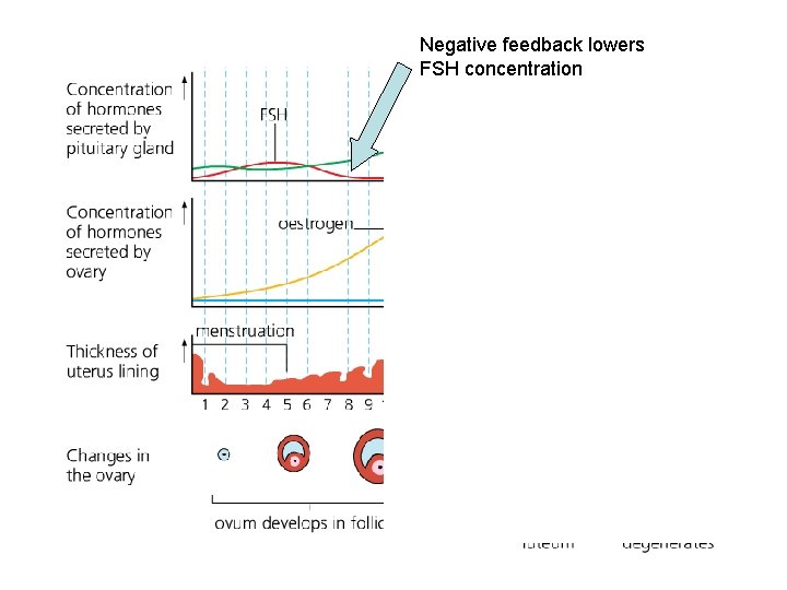 Negative feedback lowers FSH concentration 