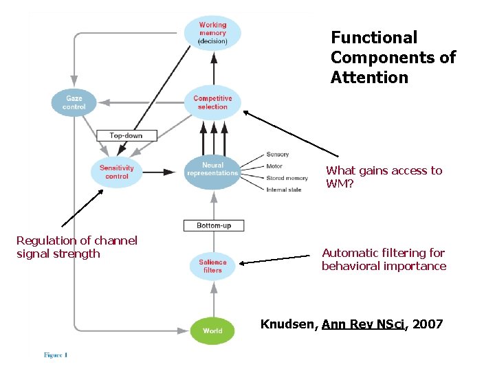 Functional Components of Attention What gains access to WM? Regulation of channel signal strength