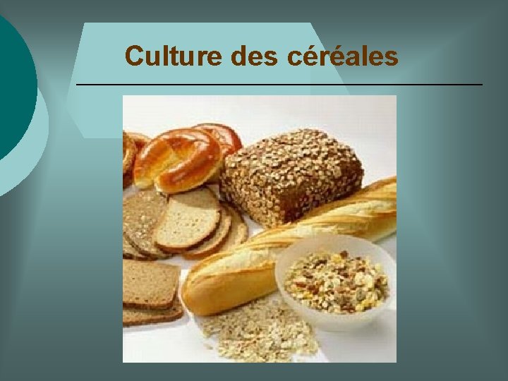 Culture des céréales 