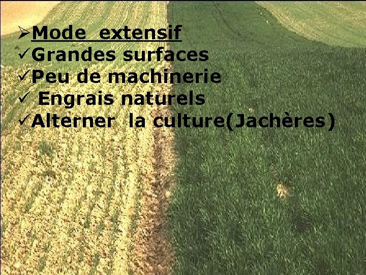 ØMode extensif üGrandes surfaces üPeu de machinerie ü Engrais naturels üAlterner la culture(Jachères) 