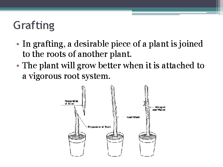 Grafting • In grafting, a desirable piece of a plant is joined to the