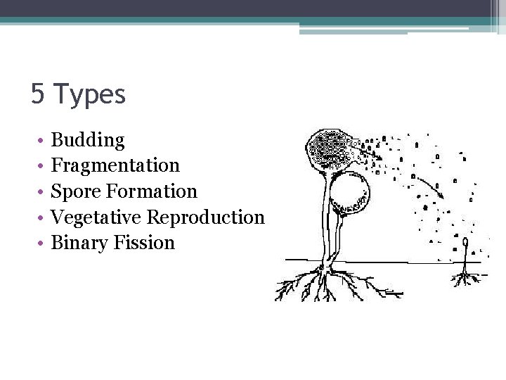 5 Types • • • Budding Fragmentation Spore Formation Vegetative Reproduction Binary Fission 