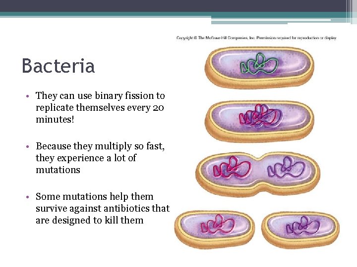 Bacteria • They can use binary fission to replicate themselves every 20 minutes! •
