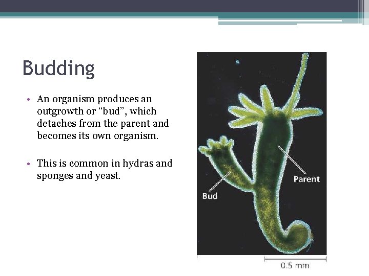 Budding • An organism produces an outgrowth or “bud”, which detaches from the parent