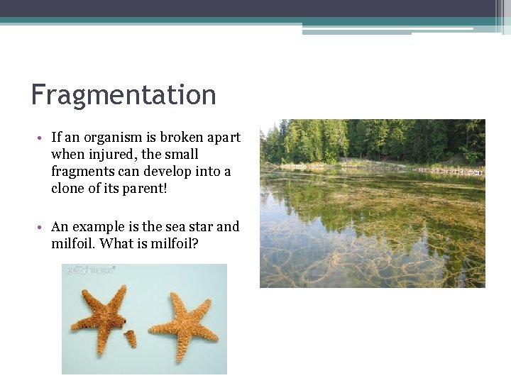 Fragmentation • If an organism is broken apart when injured, the small fragments can