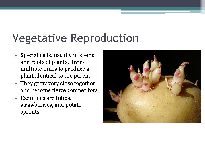 Vegetative Reproduction • Special cells, usually in stems and roots of plants, divide multiple