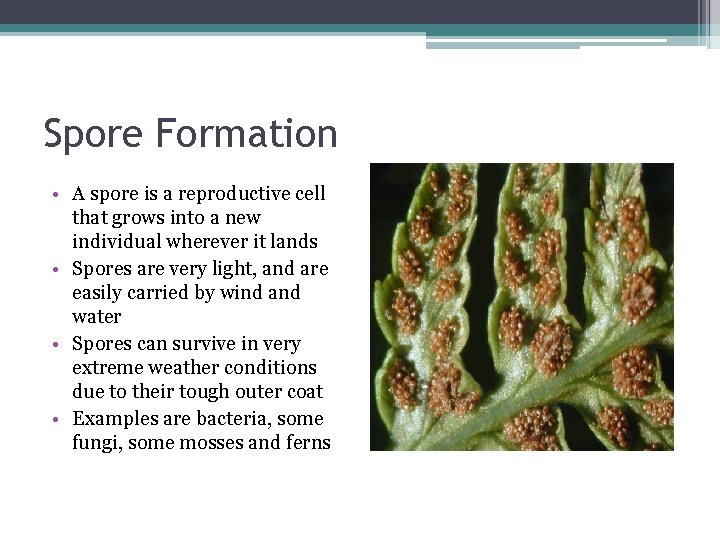Spore Formation • A spore is a reproductive cell that grows into a new