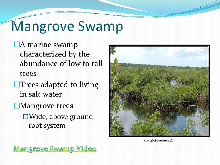 Mangrove Swamp �A marine swamp characterized by the abundance of low to tall trees
