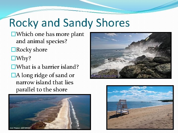 Rocky and Sandy Shores �Which one has more plant and animal species? �Rocky shore