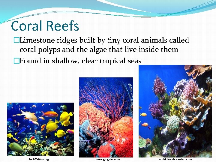 Coral Reefs �Limestone ridges built by tiny coral animals called coral polyps and the