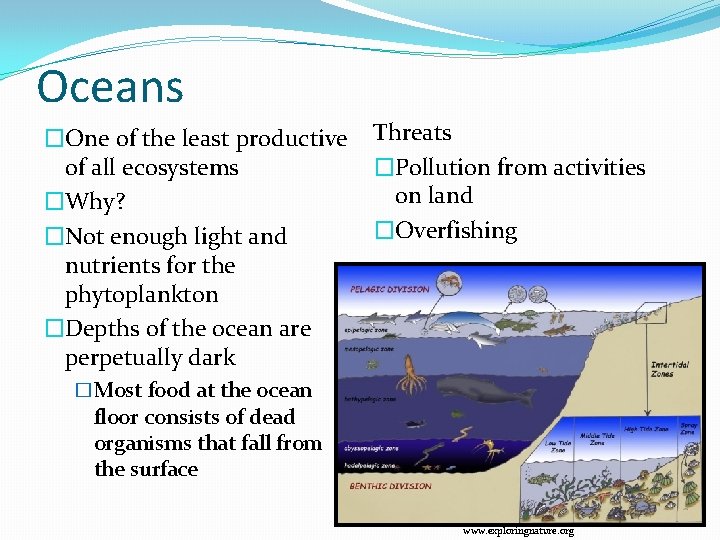 Oceans �One of the least productive of all ecosystems �Why? �Not enough light and