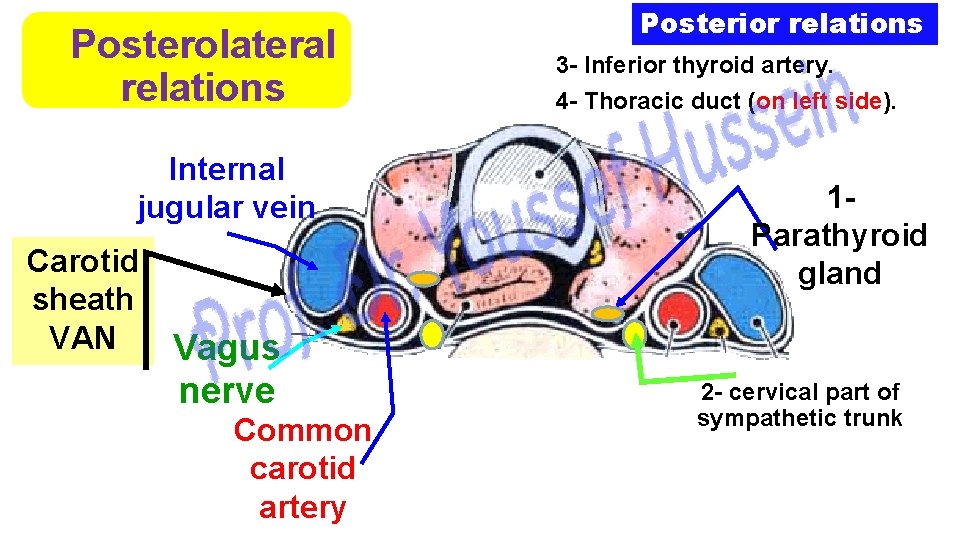 Posterolateral relations Internal jugular vein Carotid sheath VAN Vagus nerve Common carotid artery Posterior