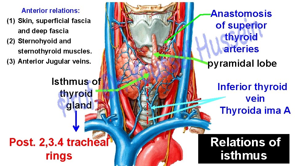 Anterior relations: (1) Skin, superficial fascia and deep fascia (2) Sternohyoid and sternothyroid muscles.