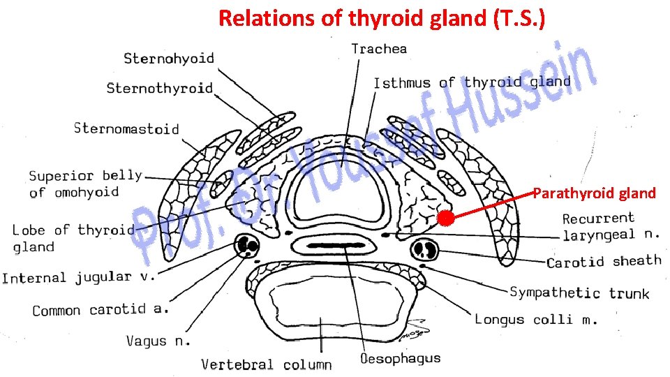 Relations of thyroid gland (T. S. ) Parathyroid gland 