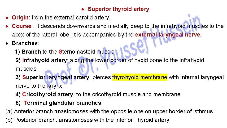  Superior thyroid artery Origin: from the external carotid artery. Course : it descends