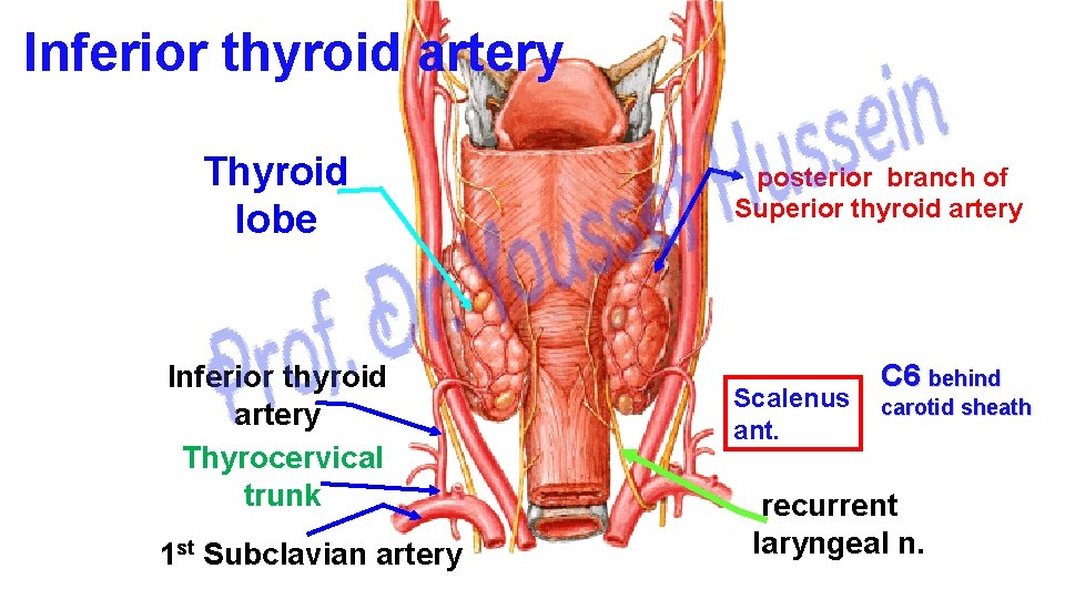 Inferior thyroid artery Thyroid lobe Inferior thyroid artery Thyrocervical trunk 1 st Subclavian artery