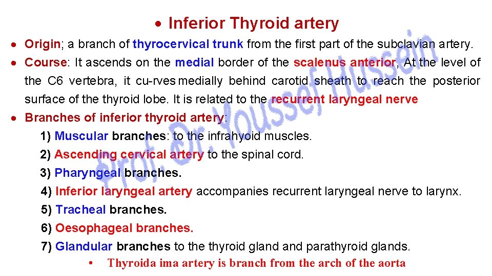  Inferior Thyroid artery Origin; a branch of thyrocervical trunk from the first part