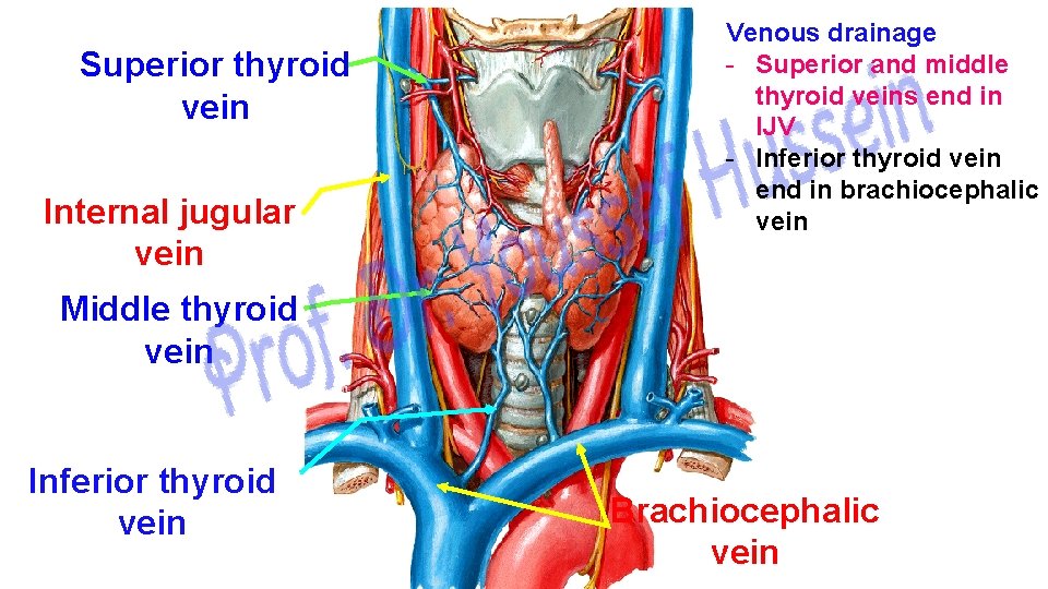 Superior thyroid vein Internal jugular vein Venous drainage Superior and middle thyroid veins end