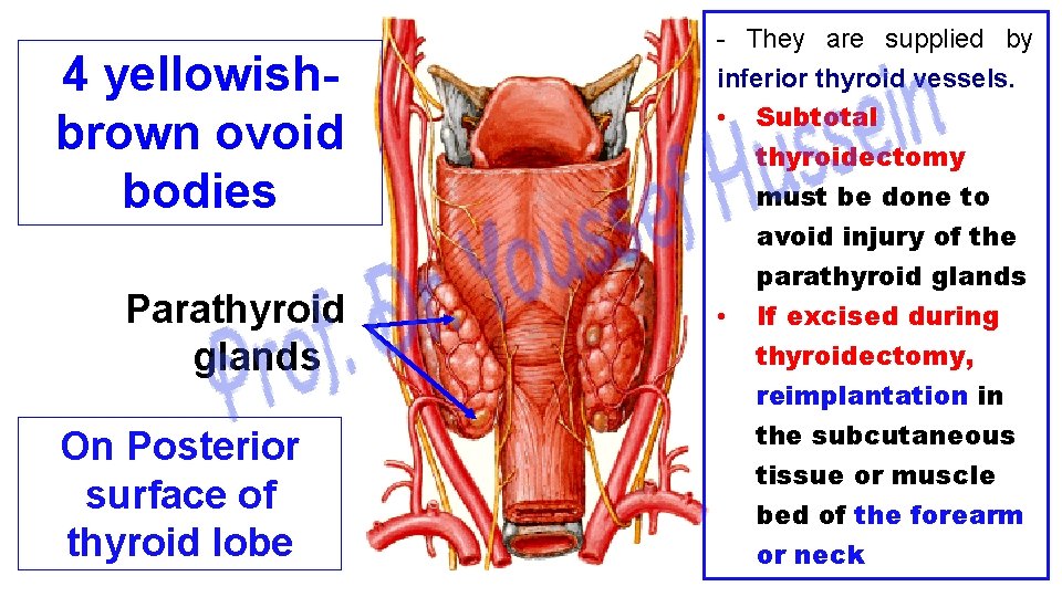 4 yellowishbrown ovoid bodies Parathyroid glands On Posterior surface of thyroid lobe They are