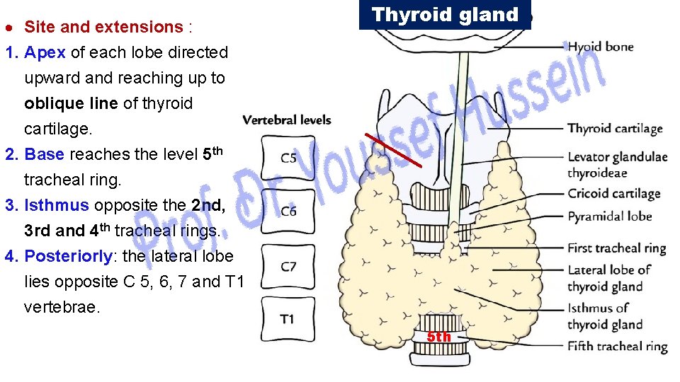  Site and extensions : 1. Apex of each lobe directed upward and reaching