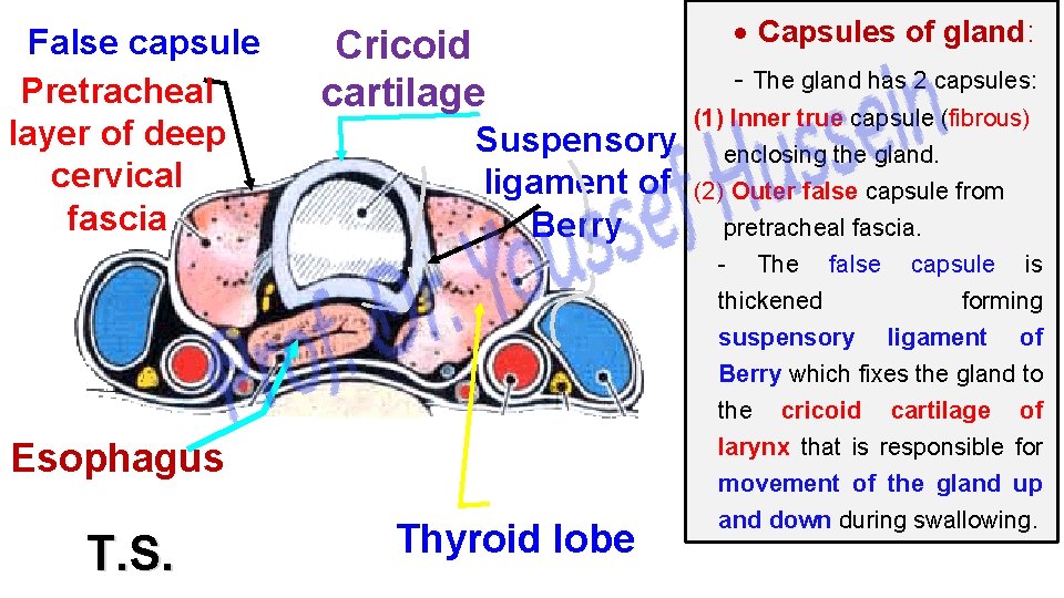 False capsule Pretracheal layer of deep cervical fascia Cricoid cartilage Suspensory ligament of Berry