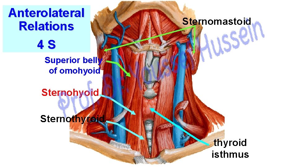 Anterolateral Relations 4 S Sternomastoid Superior belly of omohyoid Sternothyroid isthmus 